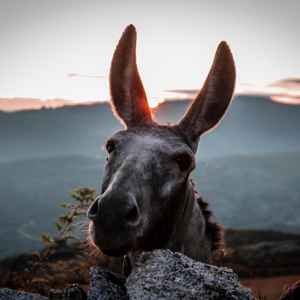 Burro no Parque Nacional Peneda-Gerês, Portugal