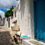 Katzen in einer traditionellen Straße von Skiathos-Stadt