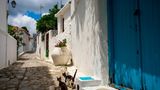 Katzen in einer traditionellen Straße von Skiathos-Stadt