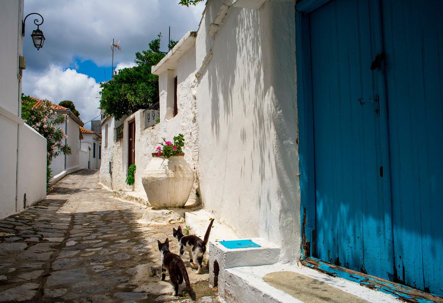 Katzen in einer traditionellen Straße von Skiathos-Stadt