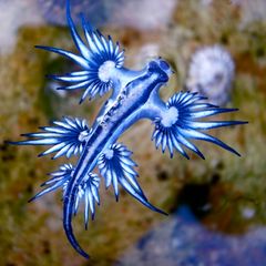 Meeresschnecke "Blauer Drache" schwimmt in Nähe der Wasseroberfläche