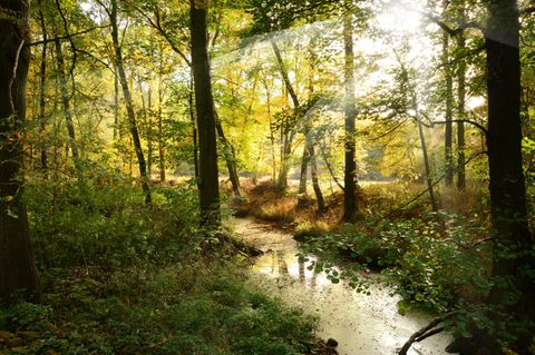 Sonneneinfall am Waldrand.