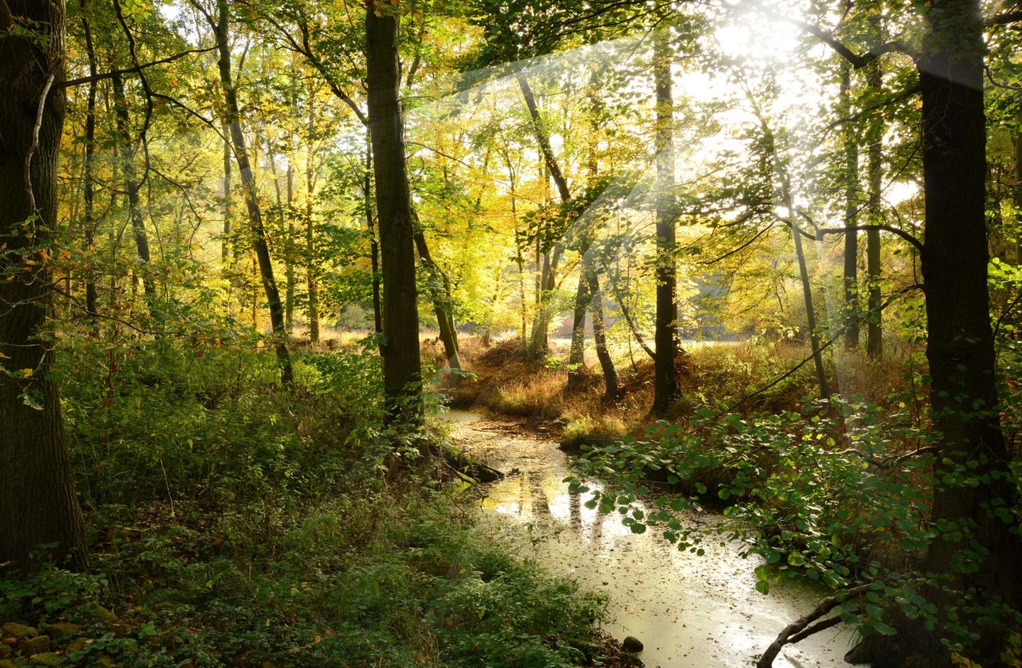 Sonneneinfall am Waldrand.