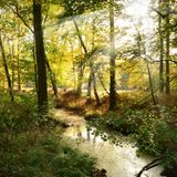 Sonneneinfall am Waldrand.