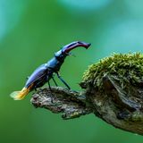 Männlicher Hirschkaefer.