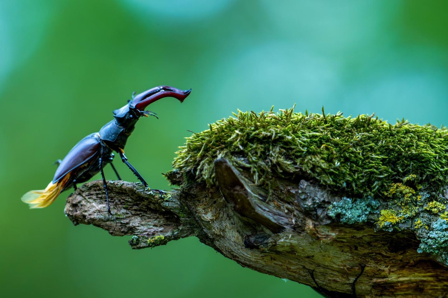 Männlicher Hirschkaefer.