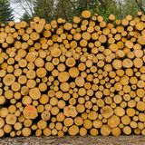 Aufgestapelte Baumstaemme am Wegesrand.