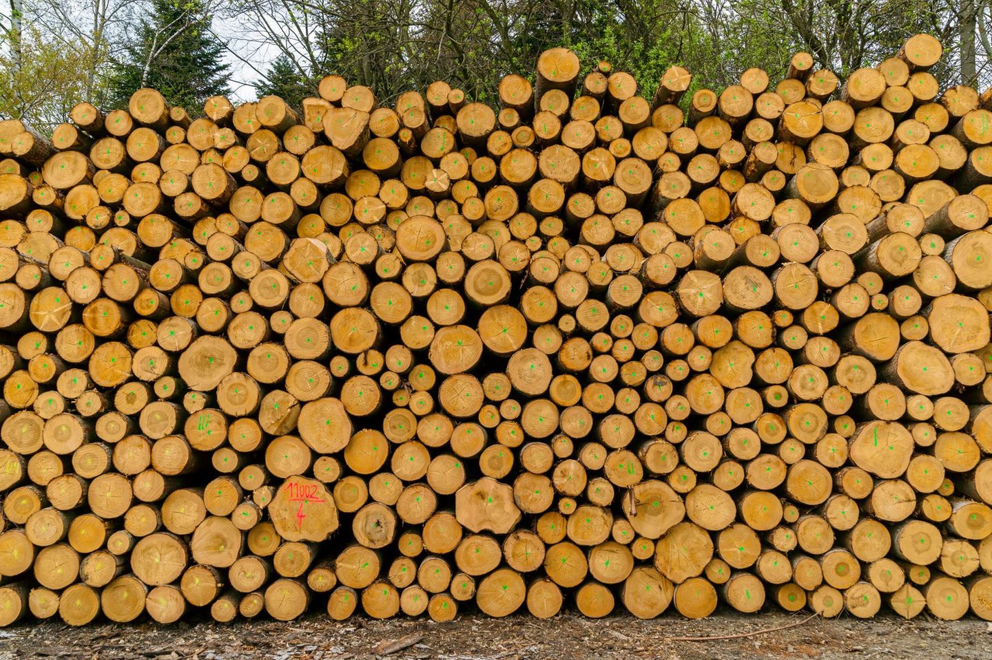 Aufgestapelte Baumstaemme am Wegesrand.
