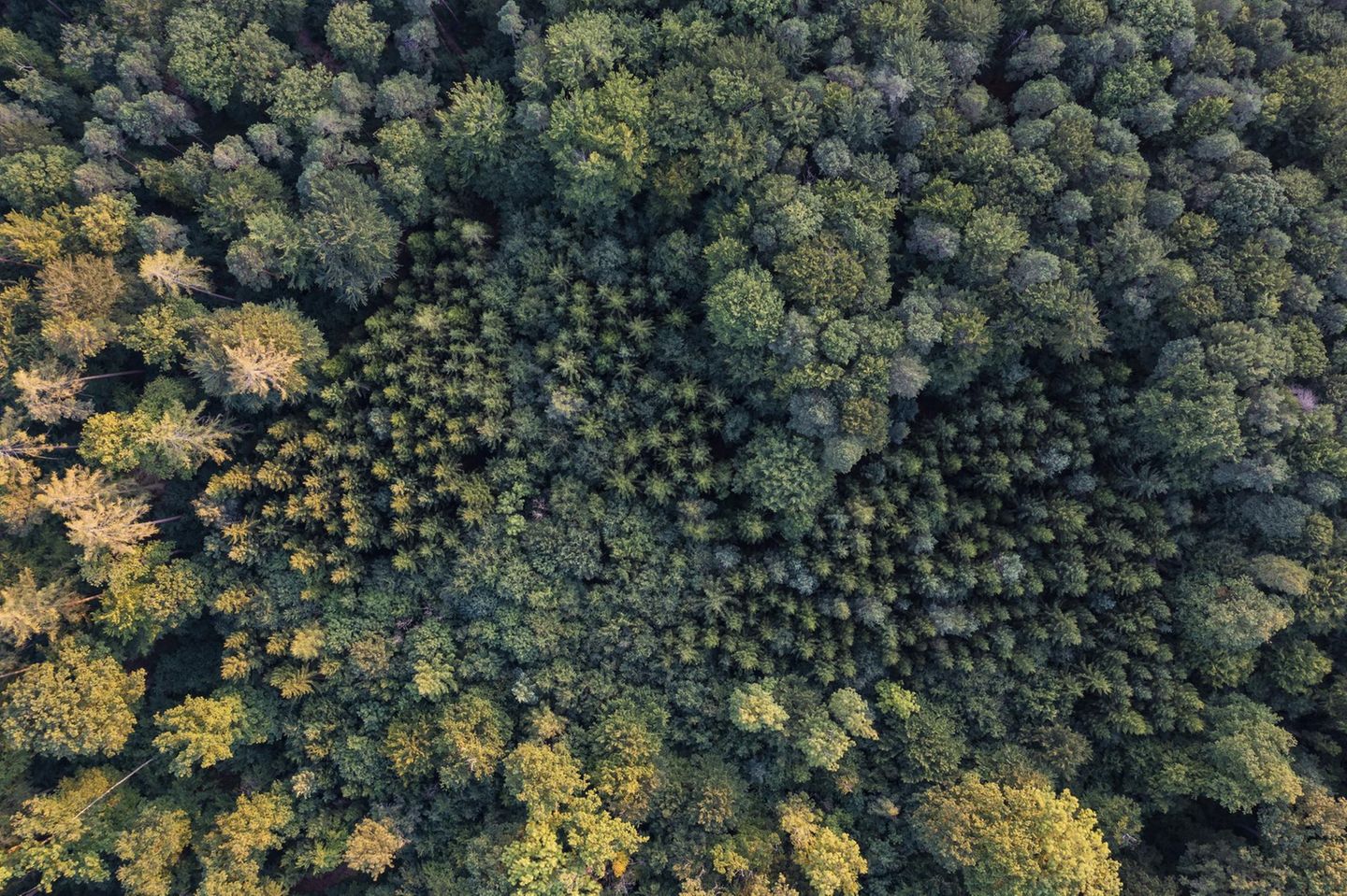 Luftaufnahme des Waldes.