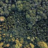 Luftaufnahme des Waldes.