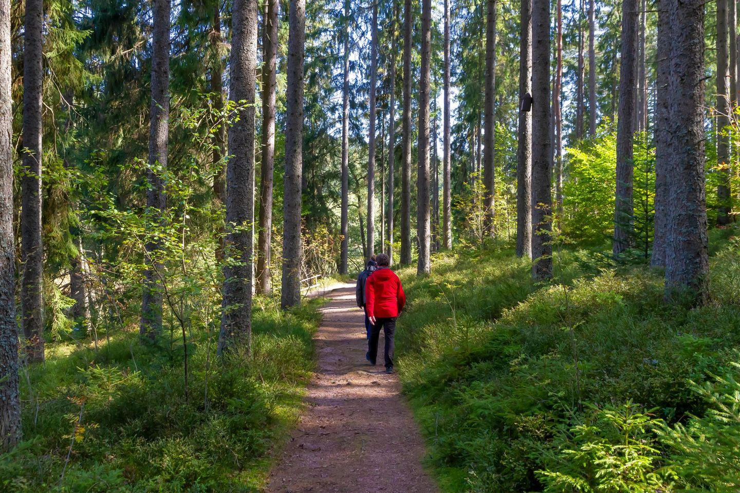 Spaziergaenger im Schwarzwald.