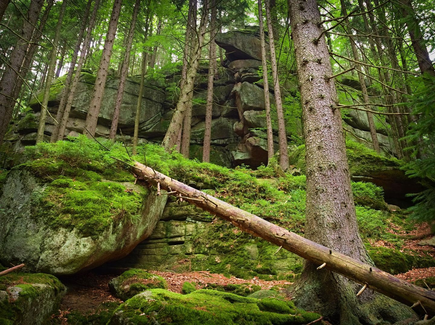 Bäume am Hang im Wald.