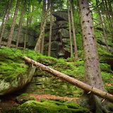Bäume am Hang im Wald.