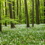 Baerlauch im Wald.