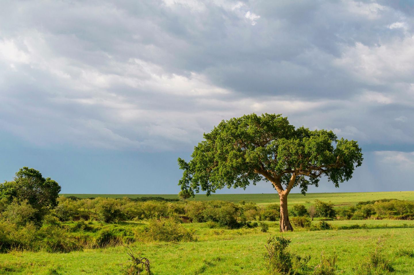 Ein Feigenbaum in der Savanne Kenias
