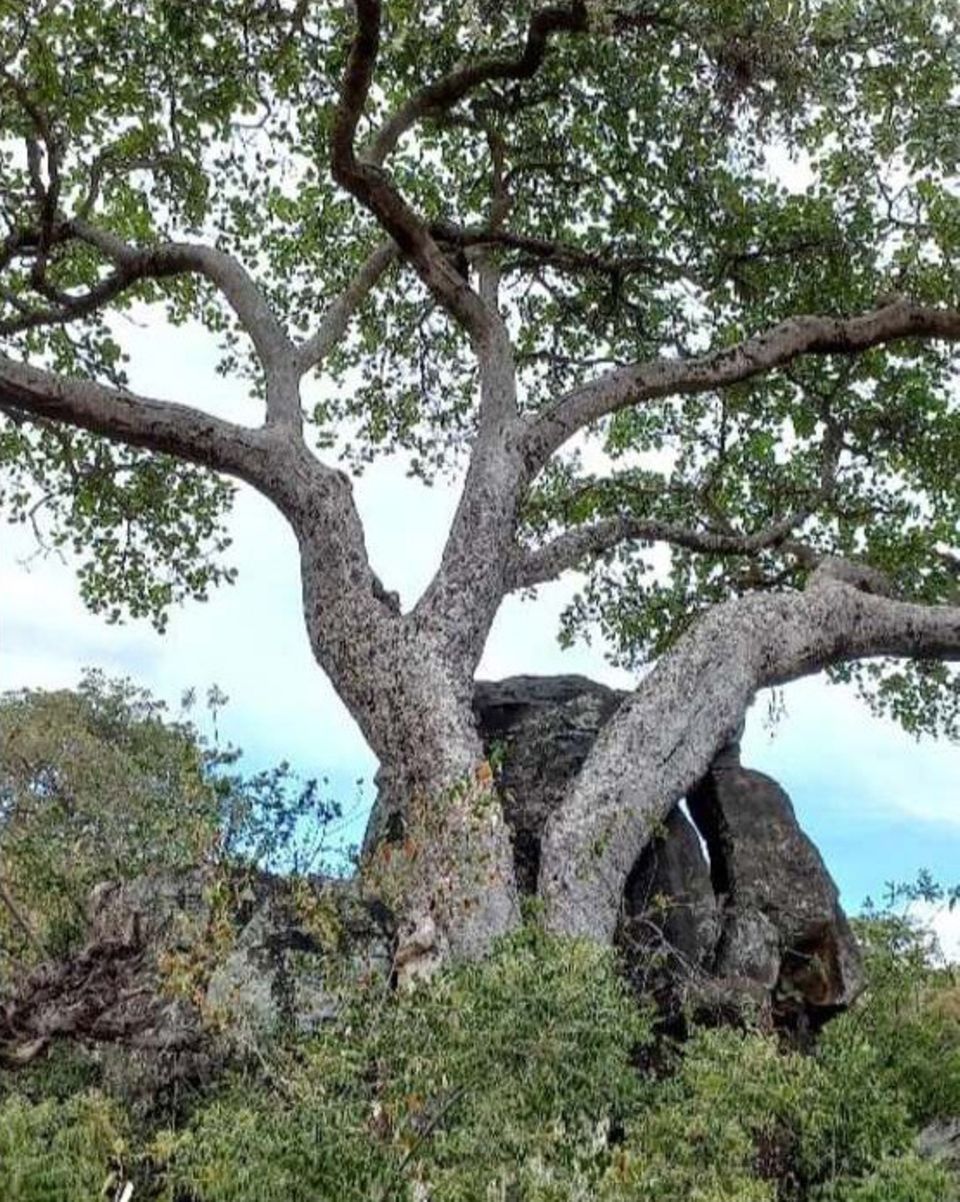 Ficus Wakefieldii Ficus Wakefieldii