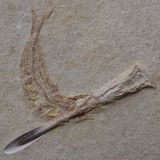 Es sind zwei: Die eine steckt im Hals der anderen. Die beiden Fossilien aus den Steinbrüchen des Solnhofener Plattenkalks zeigen zwei Versionen einer dramatischen Geschichte, die sich vor rund 150 Millionen Jahren offenbar wiederholt abspielte. Die Paläontologen Martin Ebert und Martina Kölbl-Ebert haben sie rekonstruiert.   Im späten Jura befand sich in Solnhofen eine Lagune, in der sich Fische der Gattung Tharsis tummelten. Sie hatten sich darauf spezialisiert, verrottendes Gewebe, Algen und Bakterien von schwimmenden Objekten zu saugen. Dabei trieben ihnen auch tote Belemniten entgegen, die den heutigen Kalmaren ähnelten. Die Fische – in allen dokumentierten Fällen waren es Jungtiere – verleibten sich die verwesten Kopffüßer wohl versehentlich ein. Während der spitz zulaufende Teil des Innenkeletts, das Rostrum, ins Maul der Tharsis passte, wurden die Belemniten nach hinten heraus zu breit zum Schlucken. Da die Fische ihre Beute weder ausspucken oder abbeißen konnten, versuchten alle Exemplare vergeblich, sie über die Kiemen auszuscheiden. Vermutlich erstickten sie binnen Stunden  KW 28