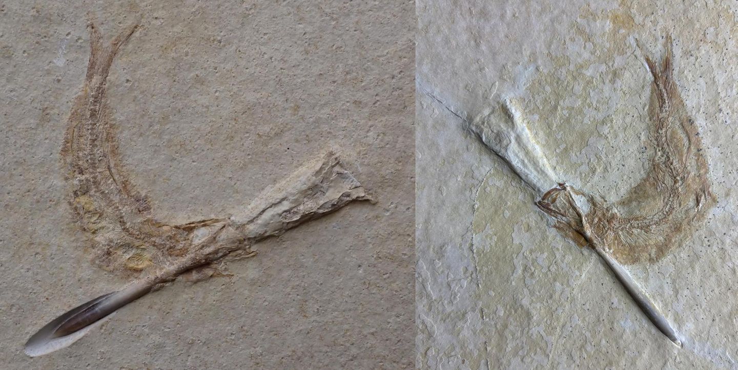 Es sind zwei: Die eine steckt im Hals der anderen. Die beiden Fossilien aus den Steinbrüchen des Solnhofener Plattenkalks zeigen zwei Versionen einer dramatischen Geschichte, die sich vor rund 150 Millionen Jahren offenbar wiederholt abspielte. Die Paläontologen Martin Ebert und Martina Kölbl-Ebert haben sie rekonstruiert.   Im späten Jura befand sich in Solnhofen eine Lagune, in der sich Fische der Gattung Tharsis tummelten. Sie hatten sich darauf spezialisiert, verrottendes Gewebe, Algen und Bakterien von schwimmenden Objekten zu saugen. Dabei trieben ihnen auch tote Belemniten entgegen, die den heutigen Kalmaren ähnelten. Die Fische – in allen dokumentierten Fällen waren es Jungtiere – verleibten sich die verwesten Kopffüßer wohl versehentlich ein. Während der spitz zulaufende Teil des Innenkeletts, das Rostrum, ins Maul der Tharsis passte, wurden die Belemniten nach hinten heraus zu breit zum Schlucken. Da die Fische ihre Beute weder ausspucken oder abbeißen konnten, versuchten alle Exemplare vergeblich, sie über die Kiemen auszuscheiden. Vermutlich erstickten sie binnen Stunden  KW 28