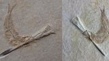 Es sind zwei: Die eine steckt im Hals der anderen. Die beiden Fossilien aus den Steinbrüchen des Solnhofener Plattenkalks zeigen zwei Versionen einer dramatischen Geschichte, die sich vor rund 150 Millionen Jahren offenbar wiederholt abspielte. Die Paläontologen Martin Ebert und Martina Kölbl-Ebert haben sie rekonstruiert.   Im späten Jura befand sich in Solnhofen eine Lagune, in der sich Fische der Gattung Tharsis tummelten. Sie hatten sich darauf spezialisiert, verrottendes Gewebe, Algen und Bakterien von schwimmenden Objekten zu saugen. Dabei trieben ihnen auch tote Belemniten entgegen, die den heutigen Kalmaren ähnelten. Die Fische – in allen dokumentierten Fällen waren es Jungtiere – verleibten sich die verwesten Kopffüßer wohl versehentlich ein. Während der spitz zulaufende Teil des Innenkeletts, das Rostrum, ins Maul der Tharsis passte, wurden die Belemniten nach hinten heraus zu breit zum Schlucken. Da die Fische ihre Beute weder ausspucken oder abbeißen konnten, versuchten alle Exemplare vergeblich, sie über die Kiemen auszuscheiden. Vermutlich erstickten sie binnen Stunden  KW 28