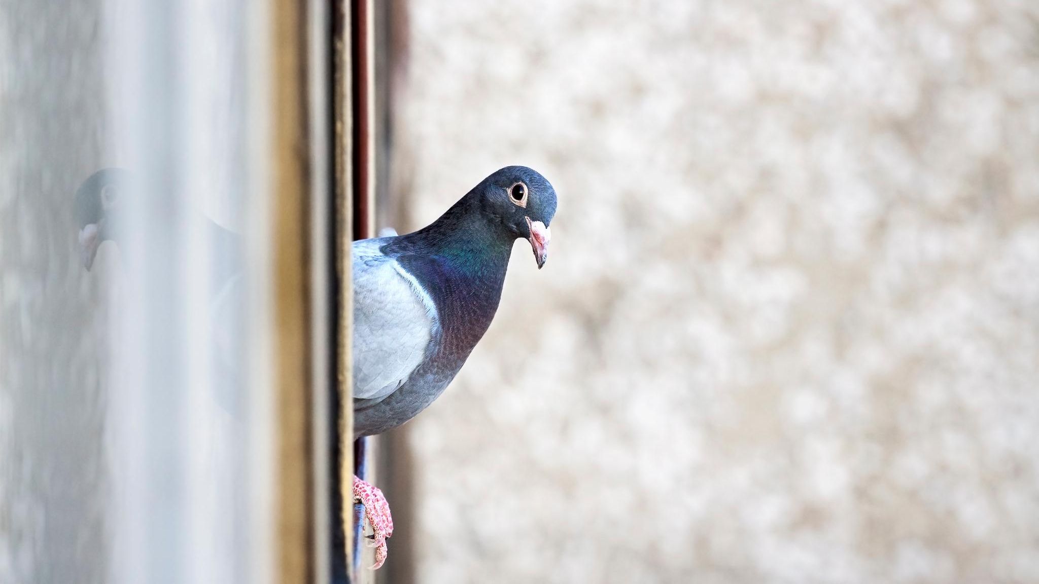 Taube guckt um die Ecke aus dem Fenster