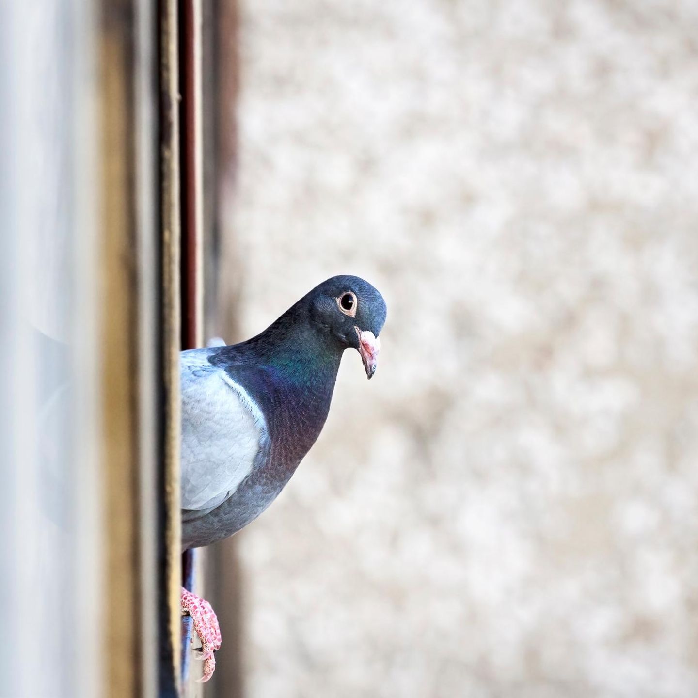 Taube guckt um die Ecke aus dem Fenster
