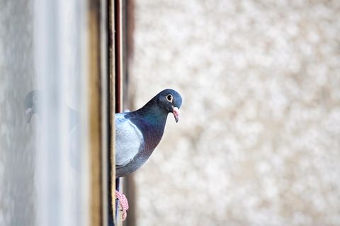 Taube guckt um die Ecke aus dem Fenster