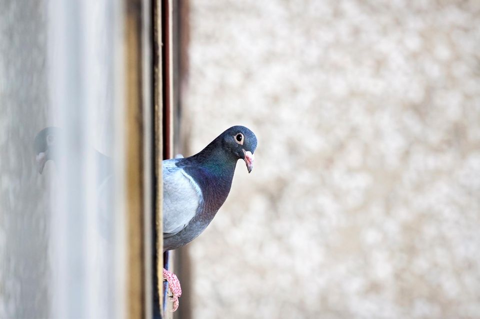Taube guckt um die Ecke aus dem Fenster 1.5004