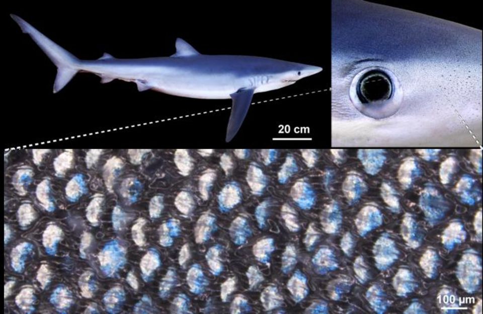 Blauhai Haut in der Nahaufnahme Blauhai Haut in der Nahaufnahme