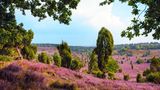 Lüneburger Heide in der Blüte