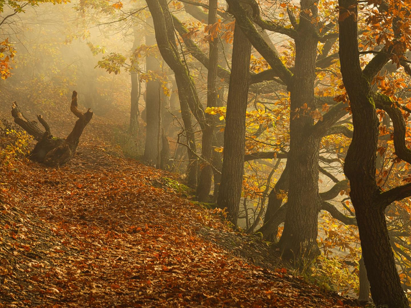 Auf der Lindenberg-Route am Edersee Knorrige Eichen im Herbst