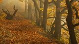 Knorrige Eichen im Herbst