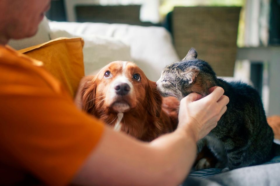 Ein Mann streichelt seine Katze, sein Hund sitzt daneben