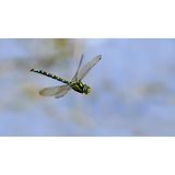 Die Blaugrüne Mosaikjungfer