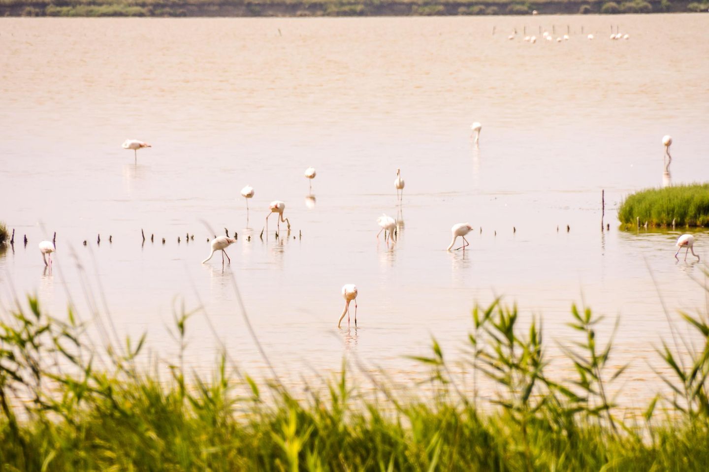 Oase der Ruhe: paradiesische Natur im Po-Delta Flamingos im Wasser, im Vordergrund grüne Pflanzen