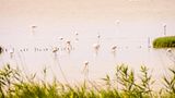 Flamingos im Wasser, im Vordergrund grüne Pflanzen