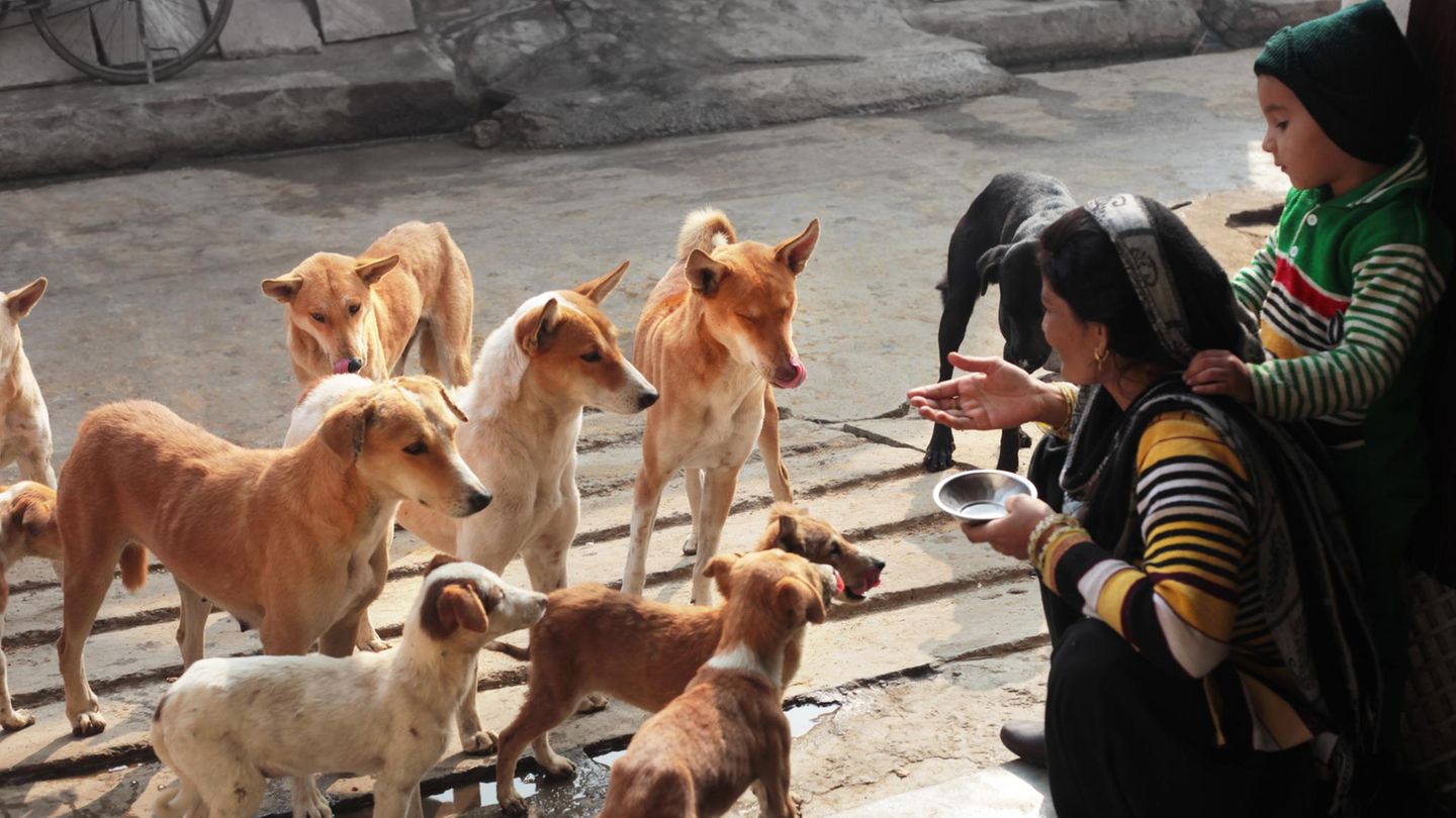 Straßenhunde mit zwei Mädchen bei der Fütterung