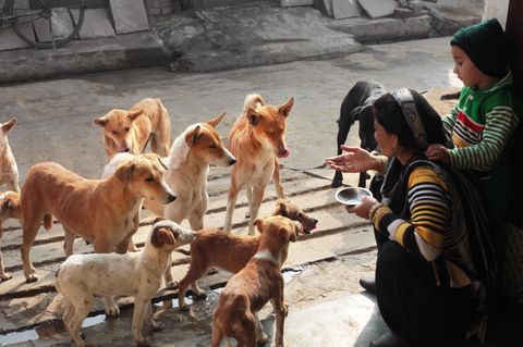 Straßenhunde mit zwei Mädchen bei der Fütterung