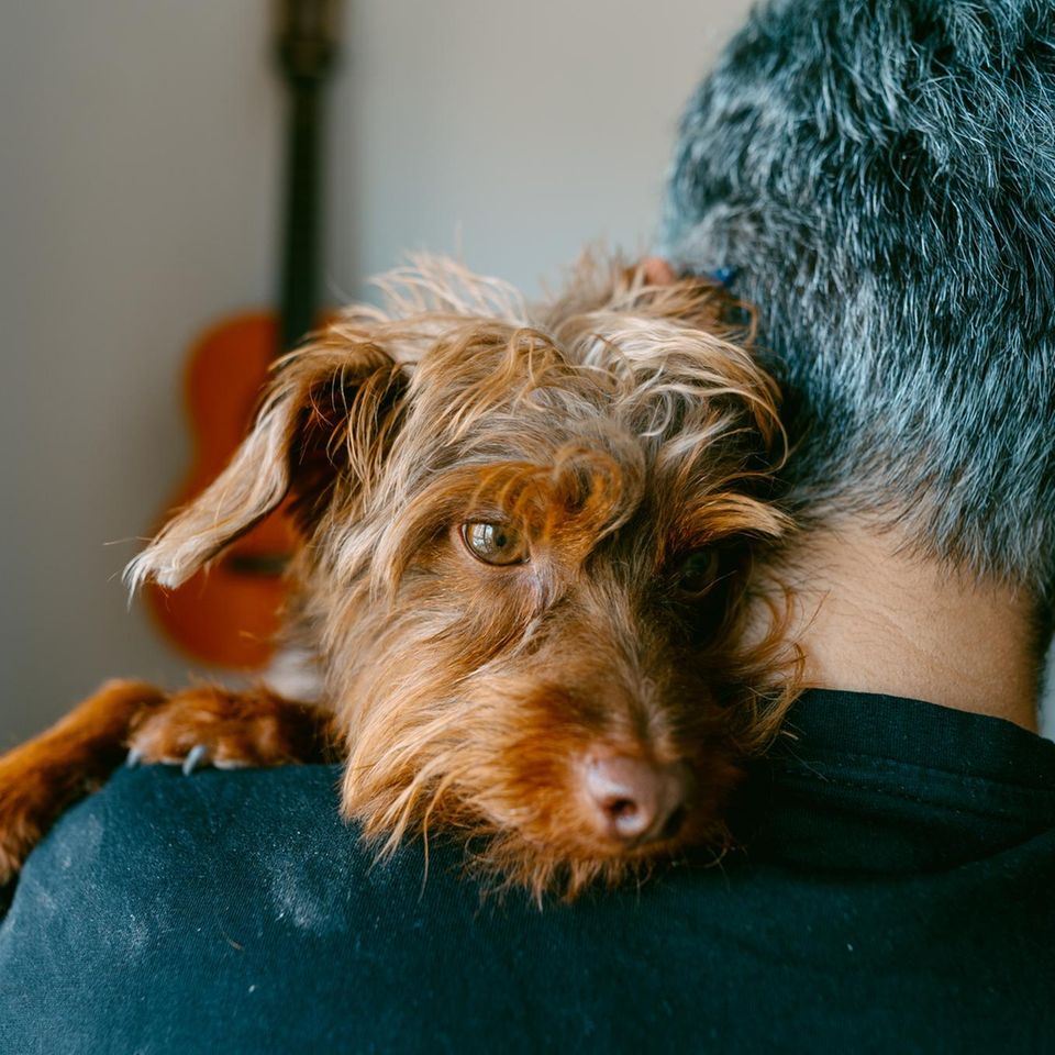 "Hab ich's mal wieder auf Herrchens Arm geschafft!" – Hunde wissen ganz genau, welche kommunikativen Kniffe sie anwenden müssen, um Menschen beeinflussen zu können