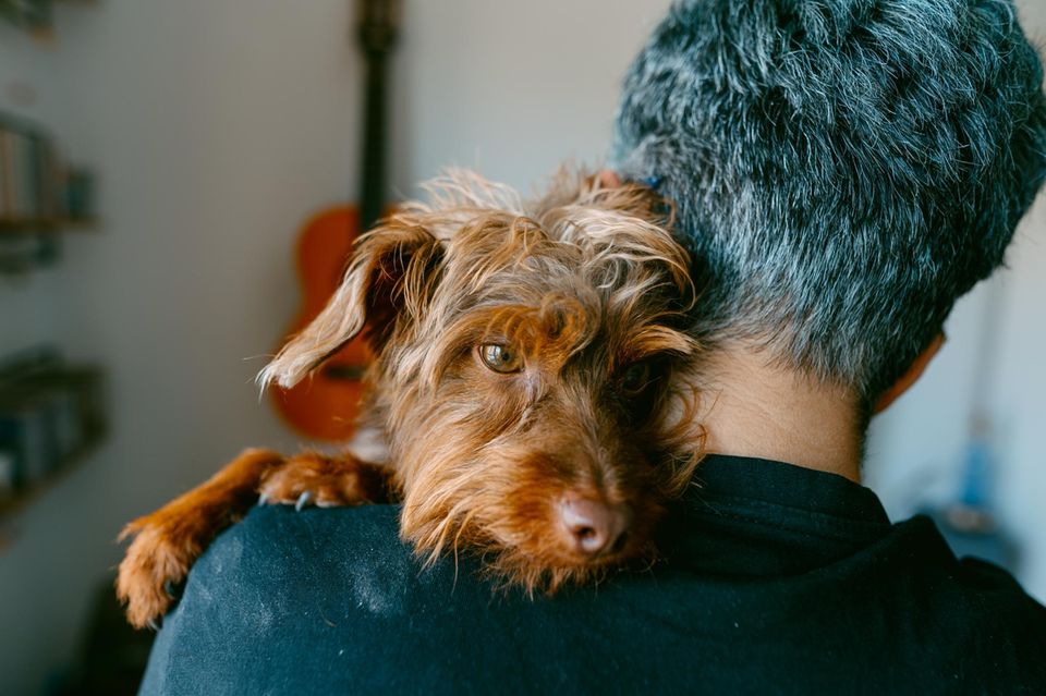 "Hab ich's mal wieder auf Herrchens Arm geschafft!" – Hunde wissen ganz genau, welche kommunikativen Kniffe sie anwenden müssen, um Menschen beeinflussen zu können 1.5004