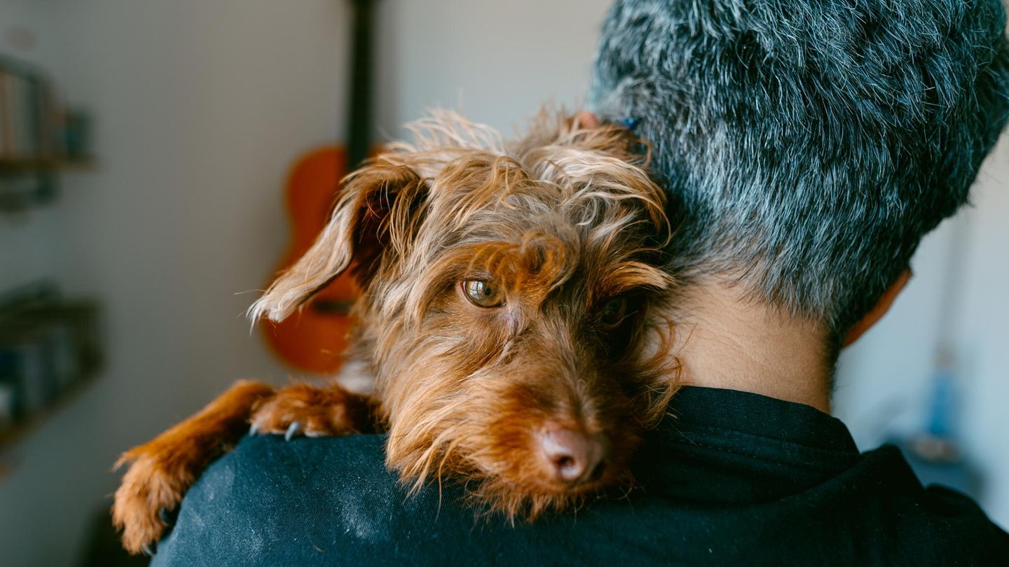 "Hab ich's mal wieder auf Herrchens Arm geschafft!" – Hunde wissen ganz genau, welche kommunikativen Kniffe sie anwenden müssen, um Menschen beeinflussen zu können