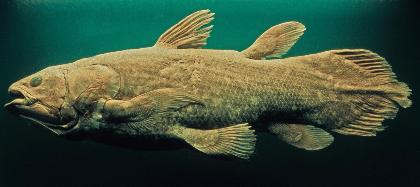 Quastenflosser waren der Wissenschaft lange nur von Versteinerungen bekannt. Einer Sensation kam es darum gleich, als die Amateurbiologin und langjährige Museumsleiterin Marjorie Courtenay-Latimer 1938 einen lebend gefangenen Fisch als Latimeria chalumnae identifizierte. Komoren-Quastenflosser leben vor der Ostküste Afrikas, erreichen eine Länge von bis zu zwei Metern und werden bis zu 80 Kilogramm schwer. Und sind wahrscheinlich vom Aussterben bedroht.