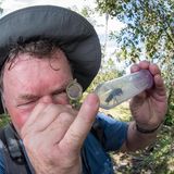 Die nach ihrem Entdecker Alfred Russell Wallace benannte Wallace-Riesenbiene (Megachile pluto) ist mit einer Flügelspannweite von mehr als sechs Zentimetern die größte Bienenart überhaupt. Und obwohl sie schwer zu übersehen ist, galt sie lange als verschollen. Auf der indonesischen Inselgruppe der Molukken fand ein amerikanischer Biologe erst im Jahr 1981 wieder sechs Nester, eine weitere Expedition konnte 2019 einzelne Exemplare nachweisen. Besonders ist nicht nur die Seltenheit der Art: Sie baut ihr Nest in bewohnte Termitennester.