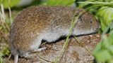 Eigentlich, so sollte man meinen, sind die Säugetiere Deutschlands seit Langem bekannt. Doch es sollte bis 1962 dauern, dass die Bayerische Kurzohrmaus entdeckt und erstmals beschrieben wurde. Ein Grund dafür: Microtus bavaricus lebt im Verborgenen, nämlich in dicht unter der Erdoberfläche verlaufenden, unterirdischen Gängen. Neben dem deutschen Verbreitungsgebiet in der Nähe von Garmisch-Partenkirchen ist bislang nur noch ein weiteres im Rofangebirge im österreichischen Tirol bekannt. In Deutschland konnte die diskrete Maus erst 2023 wieder nachgewiesen werden – anhand von Kotproben.