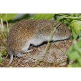 Eigentlich, so sollte man meinen, sind die Säugetiere Deutschlands seit Langem bekannt. Doch es sollte bis 1962 dauern, dass die Bayerische Kurzohrmaus entdeckt und erstmals beschrieben wurde. Ein Grund dafür: Microtus bavaricus lebt im Verborgenen, nämlich in dicht unter der Erdoberfläche verlaufenden, unterirdischen Gängen. Neben dem deutschen Verbreitungsgebiet in der Nähe von Garmisch-Partenkirchen ist bislang nur noch ein weiteres im Rofangebirge im österreichischen Tirol bekannt. In Deutschland konnte die diskrete Maus erst 2023 wieder nachgewiesen werden – anhand von Kotproben.