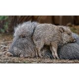 Das Chaco-Pekari war der Wissenschaft seit den 1930er-Jahren aus Fossilien bekannt. Doch verborgen in den dornigen Trockenwäldern und Savannengebieten Südostboliviens, Paraguays und Nordargentiniens hatte Catagonus wagneri überlebt. 1970 gelang der erste Nachweis wild lebender Tiere: für die Wissenschaft eine Sensation, für die Einheimischen ein alter Hut. Die kannten das Tier seit alters her unter dem Namen tagua.