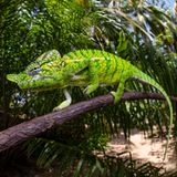 Die Chamäleon-Art Furcifer voeltzkowi wurde auf Madagaskar erstmals 1893 entdeckt – und nach dem Jahr 1913 nicht wieder gesichtet. Bis eine deutsch-madagassische Expedition sie mehr als 100 Jahre später, im Frühjahr 2018, wiederentdeckte. Dass die Reptilien so lange im Verborgenen leben konnten, liegt vermutlich daran, dass sie sehr kurzlebig sind und ihr Lebensraum während der Regenzeit kaum zugänglich ist.