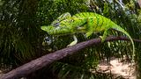 Die Chamäleon-Art Furcifer voeltzkowi wurde auf Madagaskar erstmals 1893 entdeckt – und nach dem Jahr 1913 nicht wieder gesichtet. Bis eine deutsch-madagassische Expedition sie mehr als 100 Jahre später, im Frühjahr 2018, wiederentdeckte. Dass die Reptilien so lange im Verborgenen leben konnten, liegt vermutlich daran, dass sie sehr kurzlebig sind und ihr Lebensraum während der Regenzeit kaum zugänglich ist.