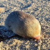 Über De Winstons Goldmull ist kaum etwas bekannt – außer, dass er 1907 im Südwesten Afrikas entdeckt wurde und unter der Erde lebt. Darauf zumindest lassen seine im dichten Pelz versteckten Ohren und seine kräftigen Grabklauen schließen. Nach seiner Entdeckung verschwand Cryptochloris wintoni wieder für Jahrzehnte vom menschlichen Radar. Erst 2021 tauchte die Spezies wieder auf. Analysen von Umwelt-DNA weisen darauf hin, dass der Goldmull entlang der Westküste Südafrikas sogar weiter verbreitet sein könnte als gedacht.