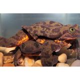 Die Spezies Telmatobius yuracare galt als ausgestorben, wie gut ein Fünftel aller Amphibien. Nur ein Exemplar lebte noch in einem Aquarium in Bolivien: Romeo, der einsamste Frosch der Welt. Sein Schicksal schien schon besiegelt, da fanden Forschende auf Expedition im Nebelwald fünf weitere Wasserfrösche. Darunter auch, so hofften sie, Romeos Julia. Nach längerer Quarantäne zog 2019 eines der Weibchen zu ihm ins Aquarium (im Bild: unten). Noch warten die Forschenden auf Nachwuchs – und hoffen auf ein kleines Wunder.