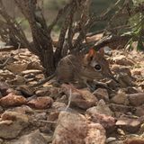 Wie der deutsche Name schon vermuten lässt, lebt Galegeeska revoili in Somalia, genauer: im nördlichen, möglicherweise auch im östlichen Somalia – und in Dschibuti. Die Art mit der charakteristischen, Elefanten-ähnlichen Nase ist der Wissenschaft schon seit 1881 bekannt. Doch fast alles, was wir über ihre Lebensweise wissen, mussten sich Forschende von Museumsexemplaren abschauen. Erst 2019 konnten wieder lebende Individuen in freier Wildbahn beobachtet werden. Wie viele Tiere es heute gibt und wie bedroht sie sind, ist nicht bekannt.